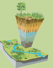 illustration showing earth layers and vegetation sectioned out of a landscape